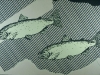 White Fish